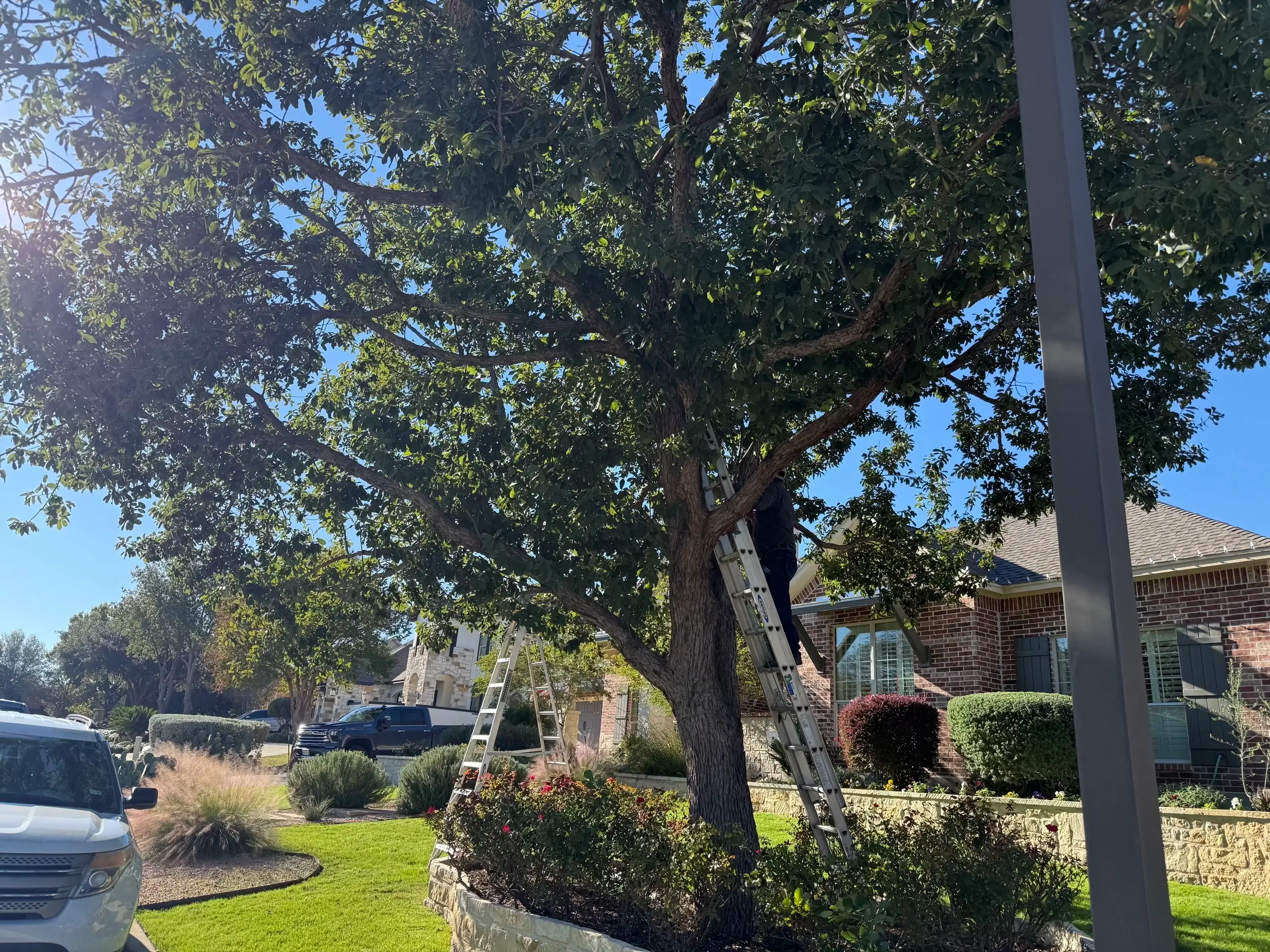 Tree untrimmed before the start of a project.