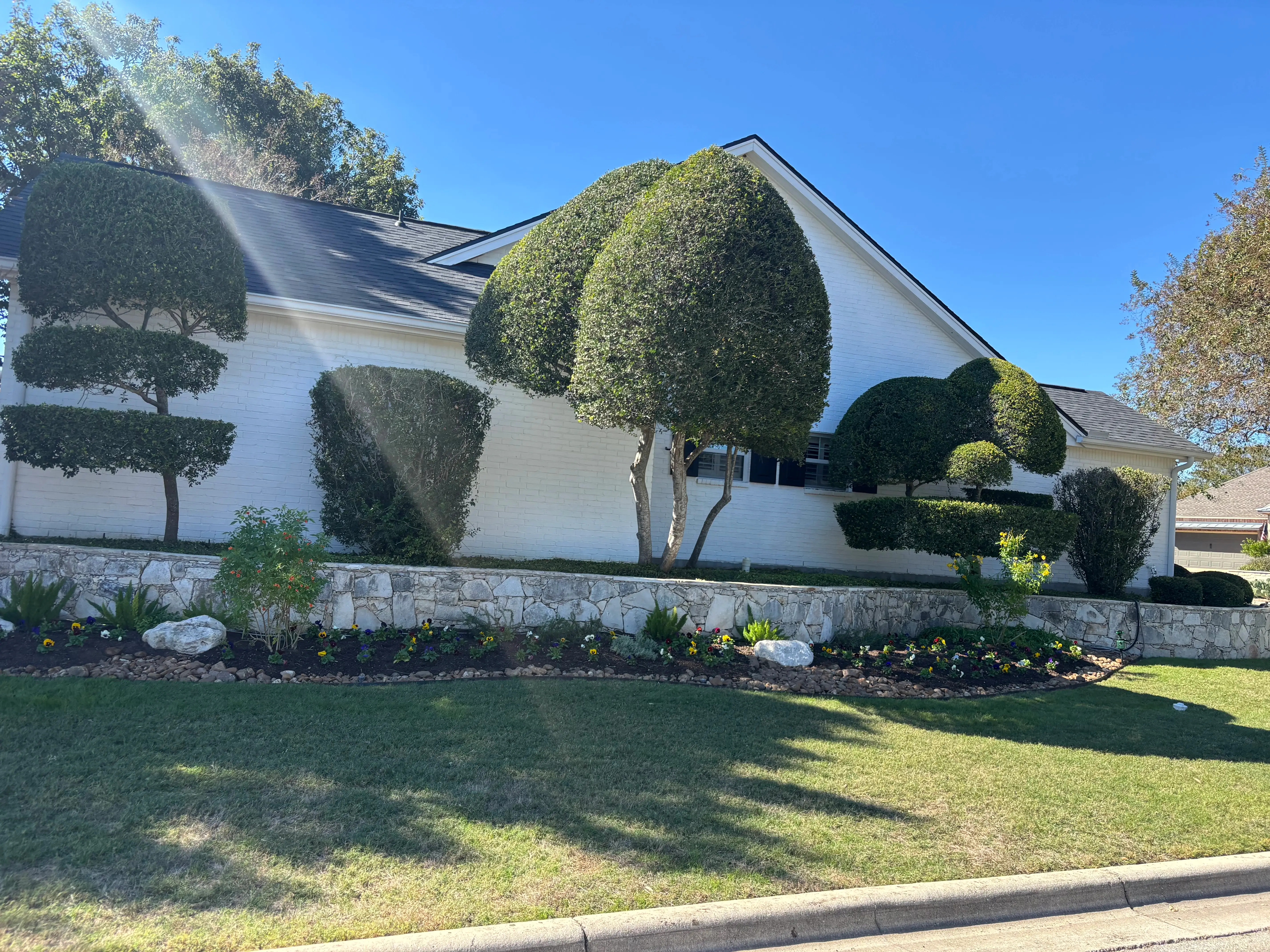 Pruned topiaries and trimmed trees in a front yard